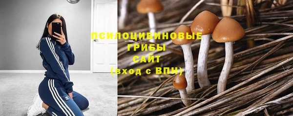 a pvp Новозыбков